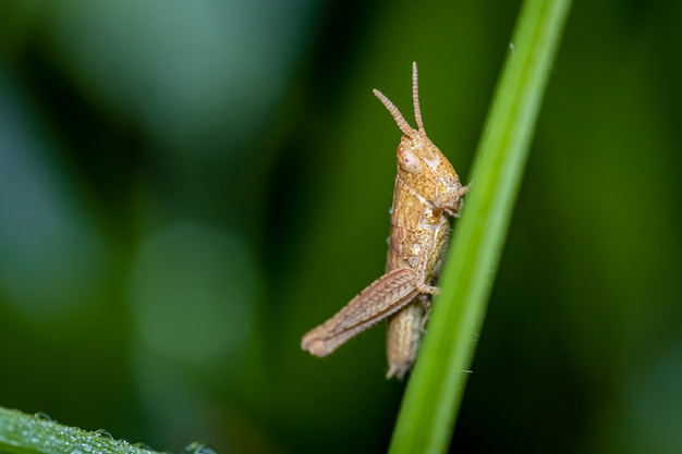 Een kleine bruine sprinkhaan in de ochtend in het bedauwde gras