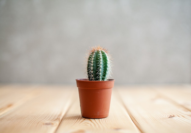 Een kleine cactus in een bruine pot op een houten tafel. Huis interieurontwerp. Er is vrije ruimte voor de tekst.