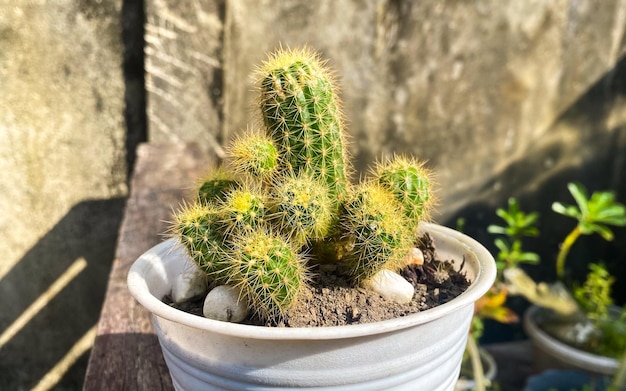 Een kleine cactus in een witte pot met een bos ronde ronde cactusbladeren.