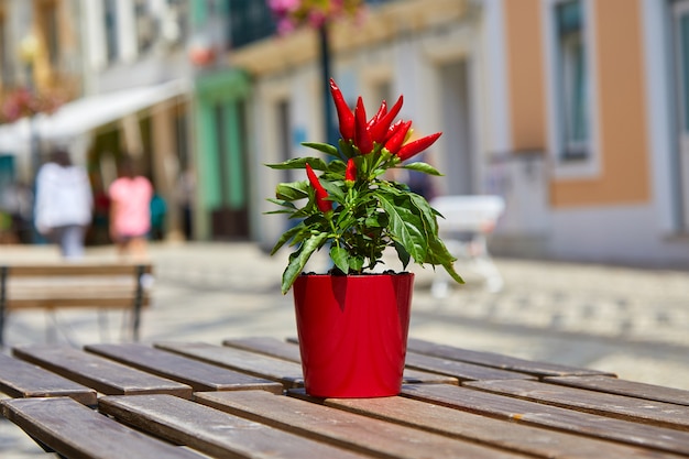 Een kleine carneoolkleurige plastic pot met natuurlijke felrode vurige chilipepers siert een bruine houten tafel in een terras op een zonnige dag. Symbool van warm, hitte. Vervagen. Selectieve aandacht.