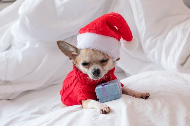 Een kleine chihuahua-hond ligt op een wit bed in een rode trui en een kerstmanhoed op kerstavond