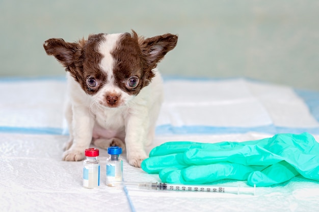 Een kleine Chihuahua-puppy zit op een tafel in een dierenkliniek, op de tafel staan injectieflacons met vaccin, een spuit en medische handschoenen, een selectieve focus