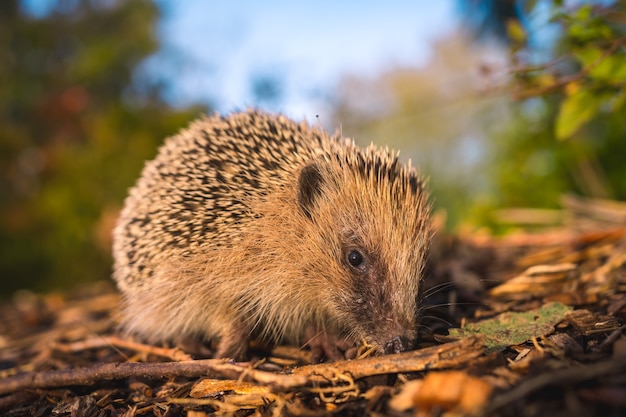 Een kleine egel die door de gevallen herfstbladeren loopt in een prachtig park spiked dier op de rug liep