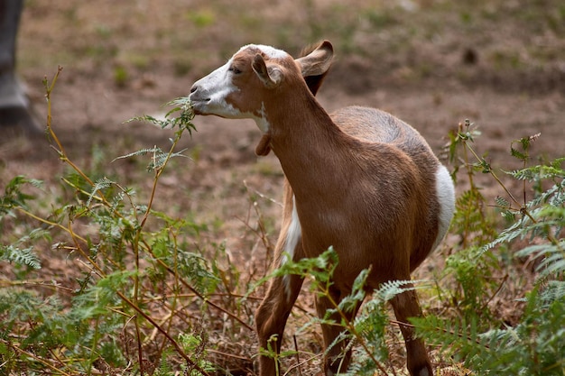 Een kleine geit die rustig gras eet