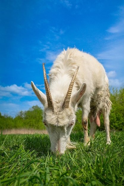 een kleine geit in een tarweveldx9