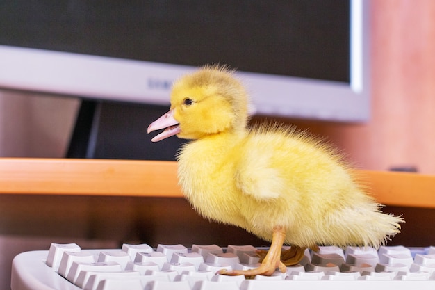 Een kleine gele eend op het toetsenbord bij de computer. Werk op kantoor met een computer