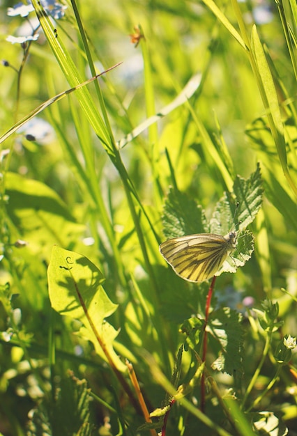 Een kleine gele koolvlinder verstopte zich in het gras.