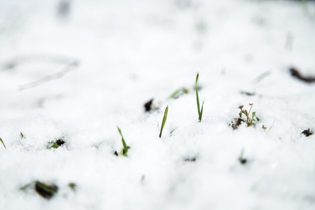 Een kleine grasstengel baant zich een weg van onder de laag sneeuw het veld in