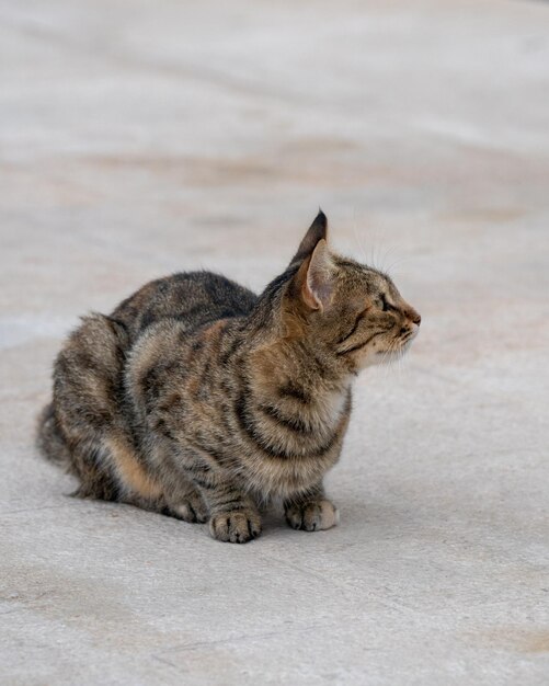 Een kleine grijs gestreepte kat zit op de dijk en kijkt weg Liefde voor de dieren