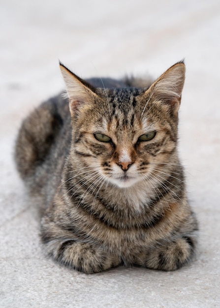 Een kleine grijze Cyperse kat zit op de kade en kijkt recht in de camera Liefde voor de dieren