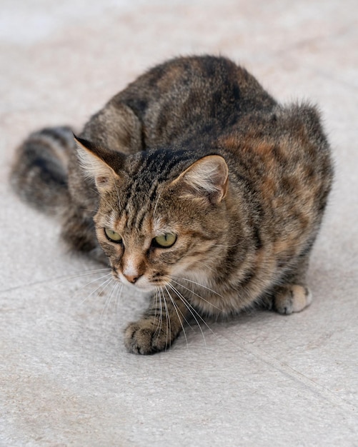 Een kleine grijze Cyperse kat zit op de kade en kijkt weg van de camera Liefde voor de dieren