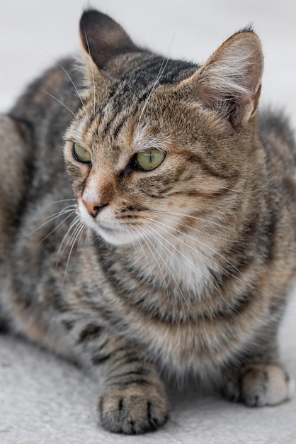 Een kleine grijze Cyperse kat zit op de kade en kijkt weg van de camera Liefde voor de dieren