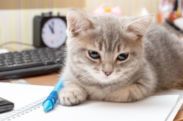 Een kleine grijze kat ligt op een tafel naast de studie levert een notitieboekje een pen een rekenmachine een toetsenbord een wekker Humor Terug naar school Het concept van zelfstudie