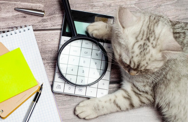 Een kleine grijze kat ligt op een tafel naast kantoorbenodigdheden een notitieboekje een pen een rekenmachine