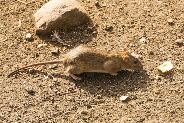 Een kleine grijze rat op de grond