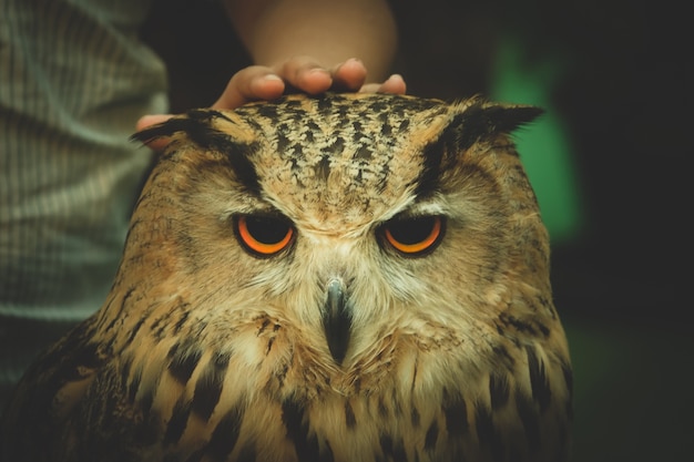 Een kleine grijze uil met de hand van de mens