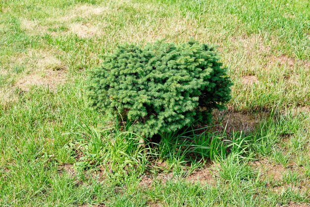Een kleine groene naaldstruik