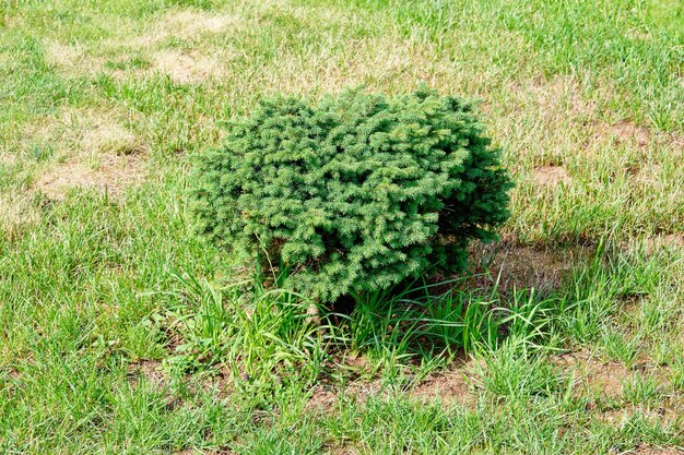 Foto een kleine groene naaldstruik