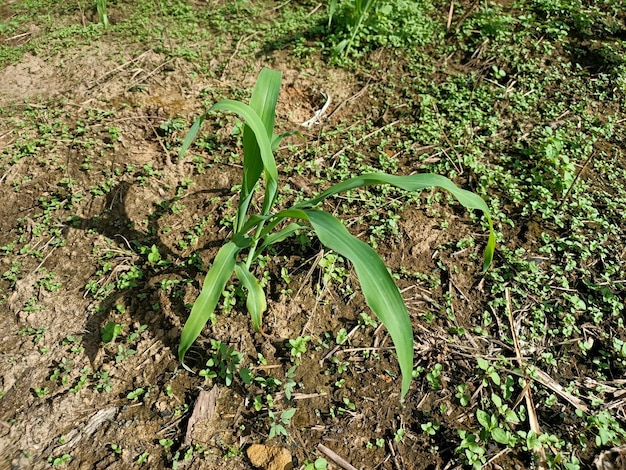 Foto een kleine groene plant groeit in het vuil.