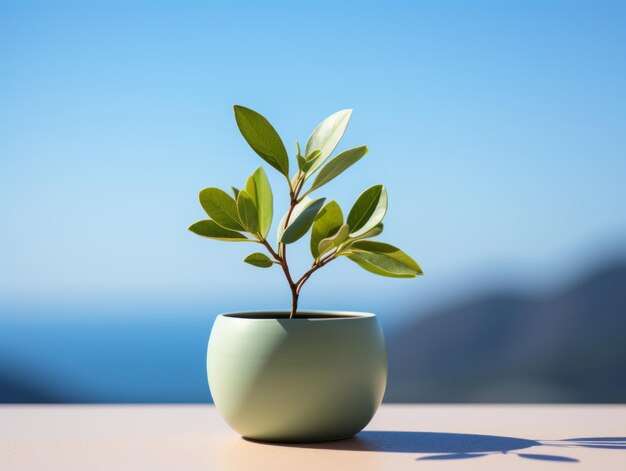 een kleine groene plant in een pot op een tafel