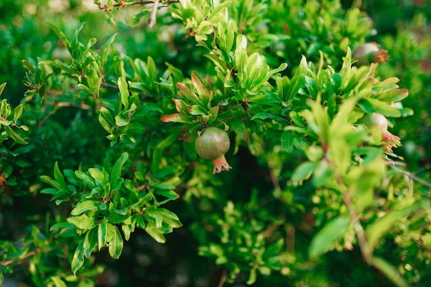 Een kleine groene vrucht van een granaatappel aan een boom