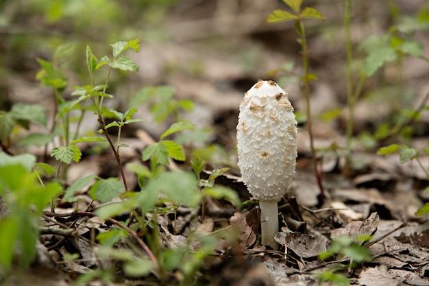 Een kleine groep coprinus-paddenstoelen tussen het gras. Ruimte kopiëren. Selectieve aandacht.