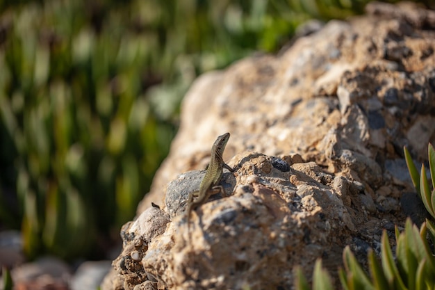Een kleine hagedis zit op een stenen wilde natuur