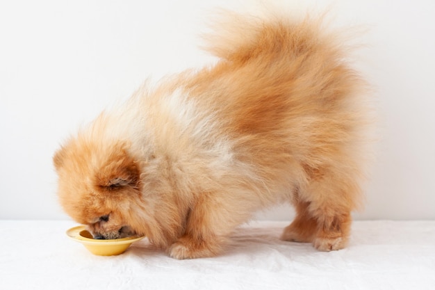 Een kleine hond, een Pommeren, staat naast een gele kom yoghurt en eet ervan, zijaanzicht.