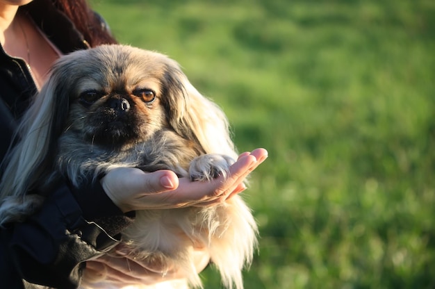 Een kleine hond Pekingese zittend op een handen buitenshuis op zomer natuur achtergrond