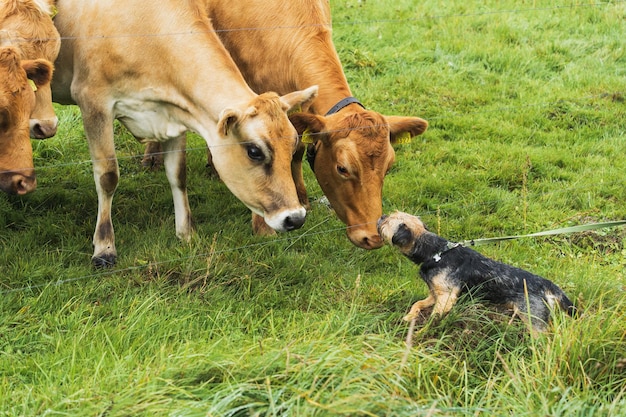 Foto een kleine hond valt koeien aan close-upfoto foto van hoge kwaliteit