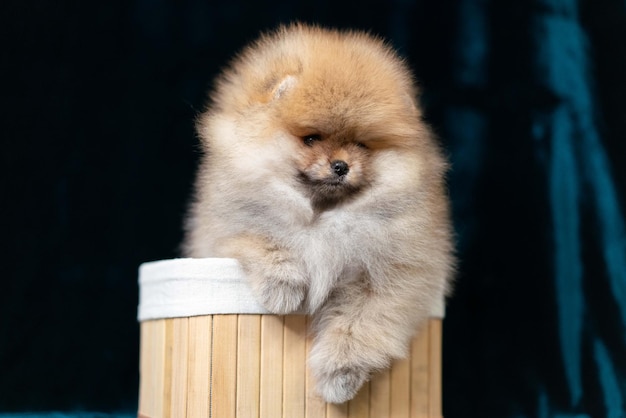 Een kleine hond zit bovenop een kleine container.