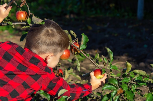 Een kleine jongen plukt de appeloogst