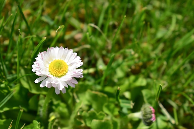 Een kleine kamille in groen gras