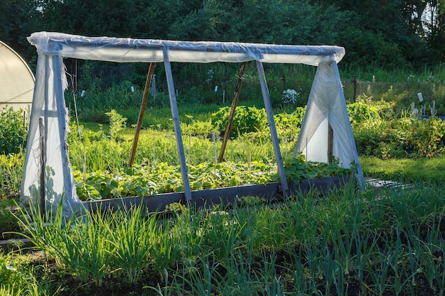 Een kleine kas voor komkommers in de tuin Moestuin in de avond bij zonsondergang