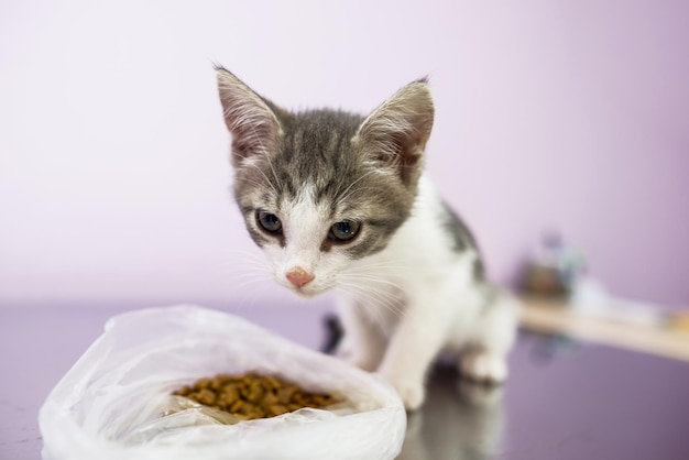 Een kleine kat eet voedsel uit een plastic zakClose-up