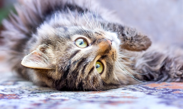 Een kleine kat is in de kamer op de grond