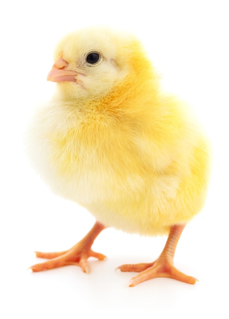 Een kleine kip op een witte achtergrond