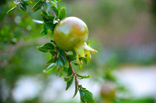 Een kleine kleur granaatappel fruitteelt op een boomtak