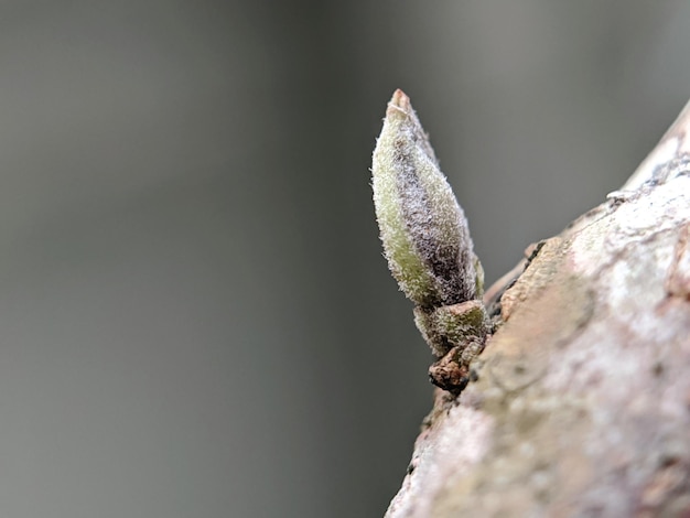 Een kleine knop groeit op een boomtak.