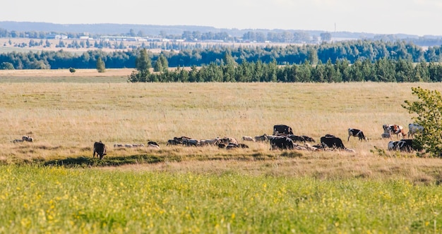 Een kleine kudde koeien en schapen graast in de weilanden