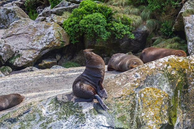 Een kleine kudde pelsrobben rust op een enorme rots in Nieuw-Zeeland