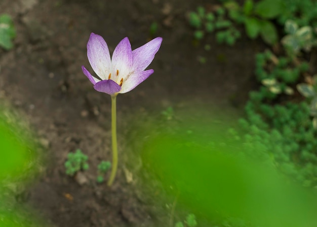 Een kleine lelie in de natuur 2