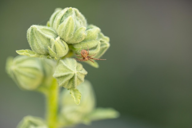 Een kleine mooie spin op een groene achtergrond in de zomer in de tuin Wilde natuur