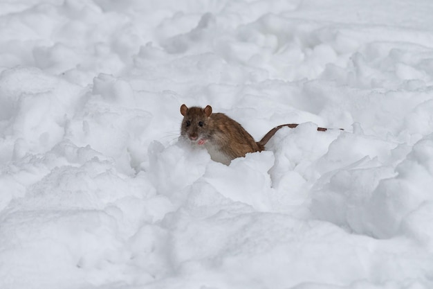 Een kleine muis op de sneeuw tijdens zeer koud weer.