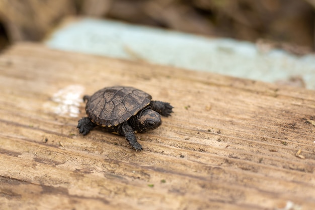 Een kleine pasgeboren schildpad die op een houten raad kruipt