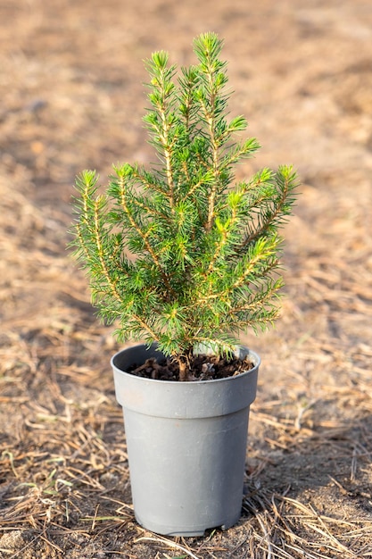 Een kleine pijnboom in een pot staat in een tuin.