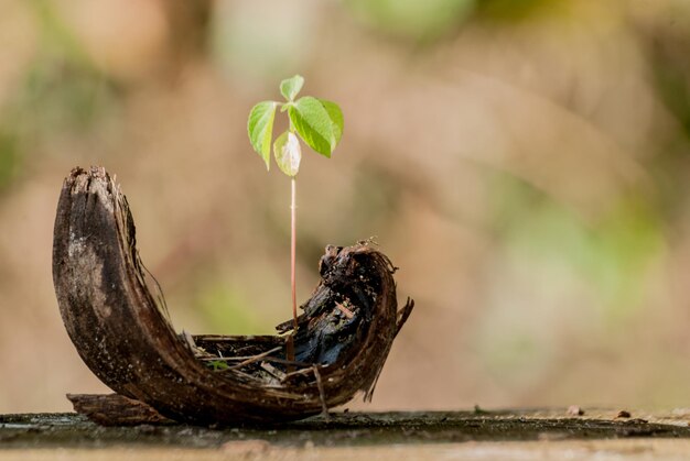 Foto een kleine plant die op een kokosnoot groeit.