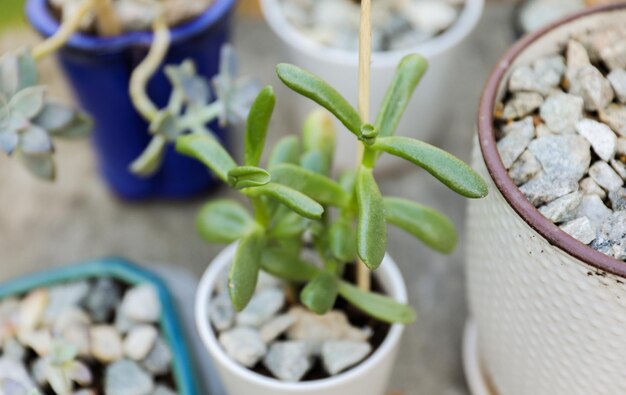 Een kleine plant zit in een pot met andere kleine planten.