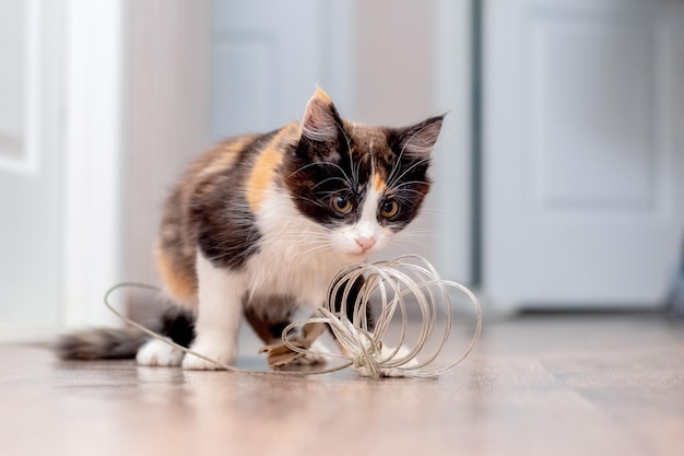 Een kleine pluizige kat in de kamer speelt met een kabel