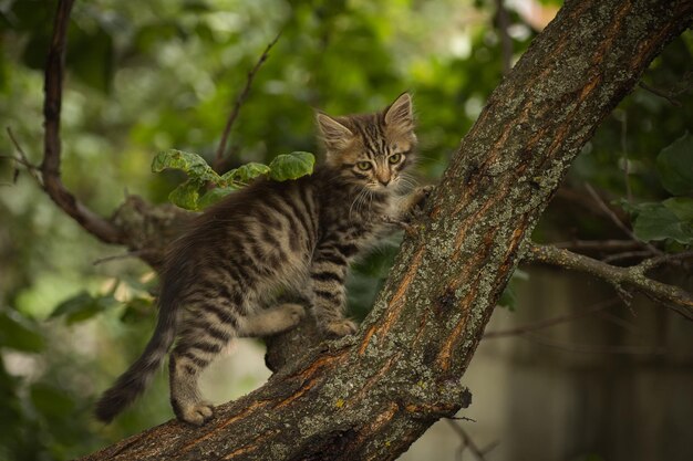 een kleine pluizige kat poseert voor de camera en beklimt een boom